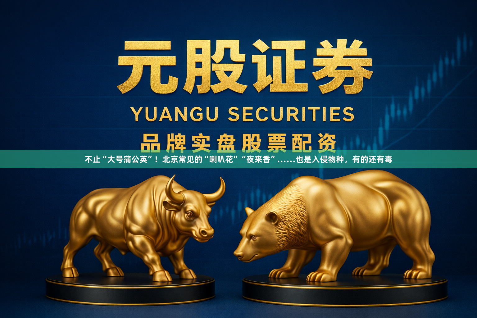 不止“大号蒲公英”！北京常见的“喇叭花”“夜来香”……也是入侵物种，有的还有毒